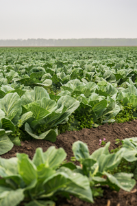 10/09/25 The Cabbage Patch Cooking Class