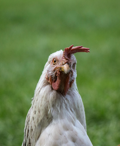 03/18/25 Cluck-tastic Cooking Class